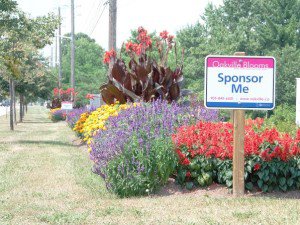 Oakville Blooms Sponsorship Sign amongst lush plantings