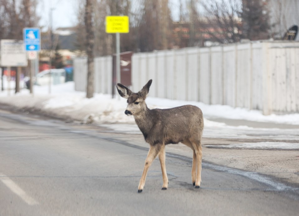 SA-Deer Crossing a Road BWC 0232 web