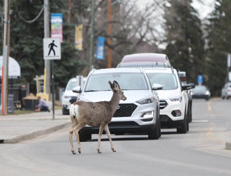 SA-Deer Crossing Road BWC 1828 web