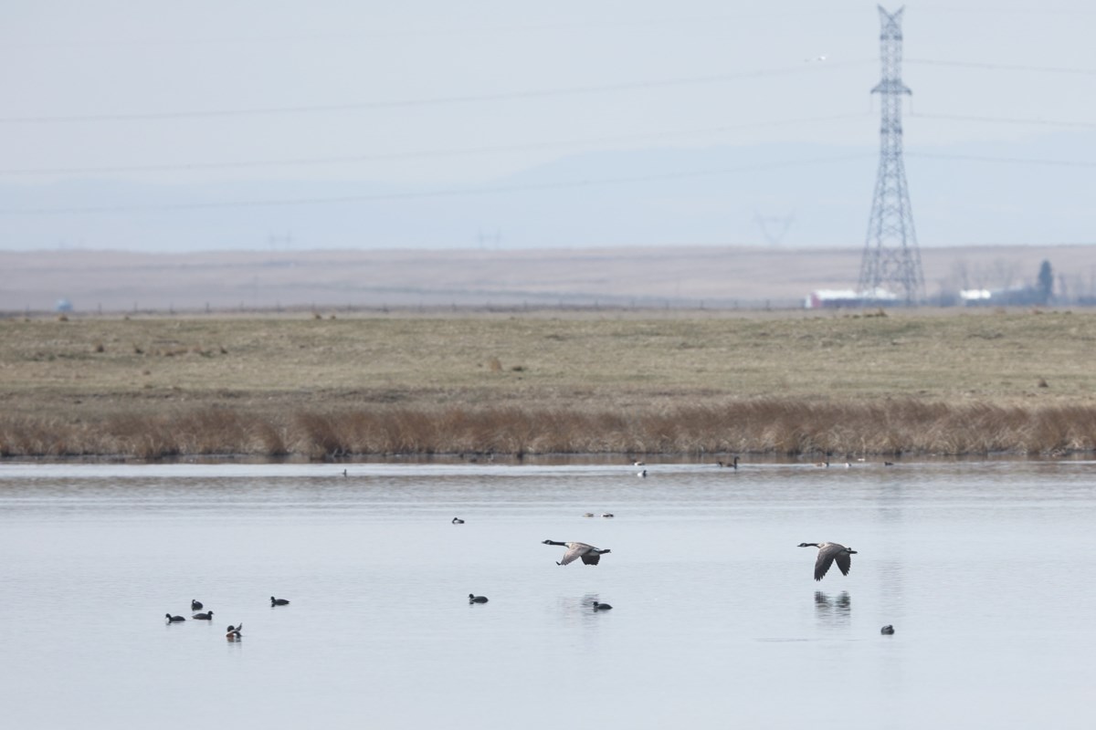 Cazadores de colinas preocupados por la gripe aviar en el lago Frank
