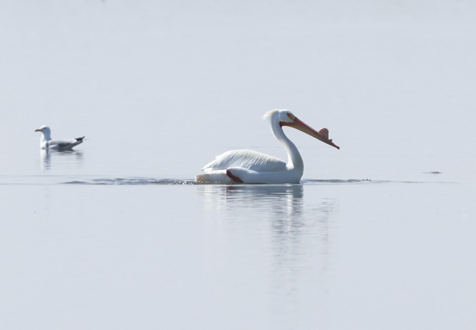 NEWS-Frank Lake Bird Flu BWC 5257 web