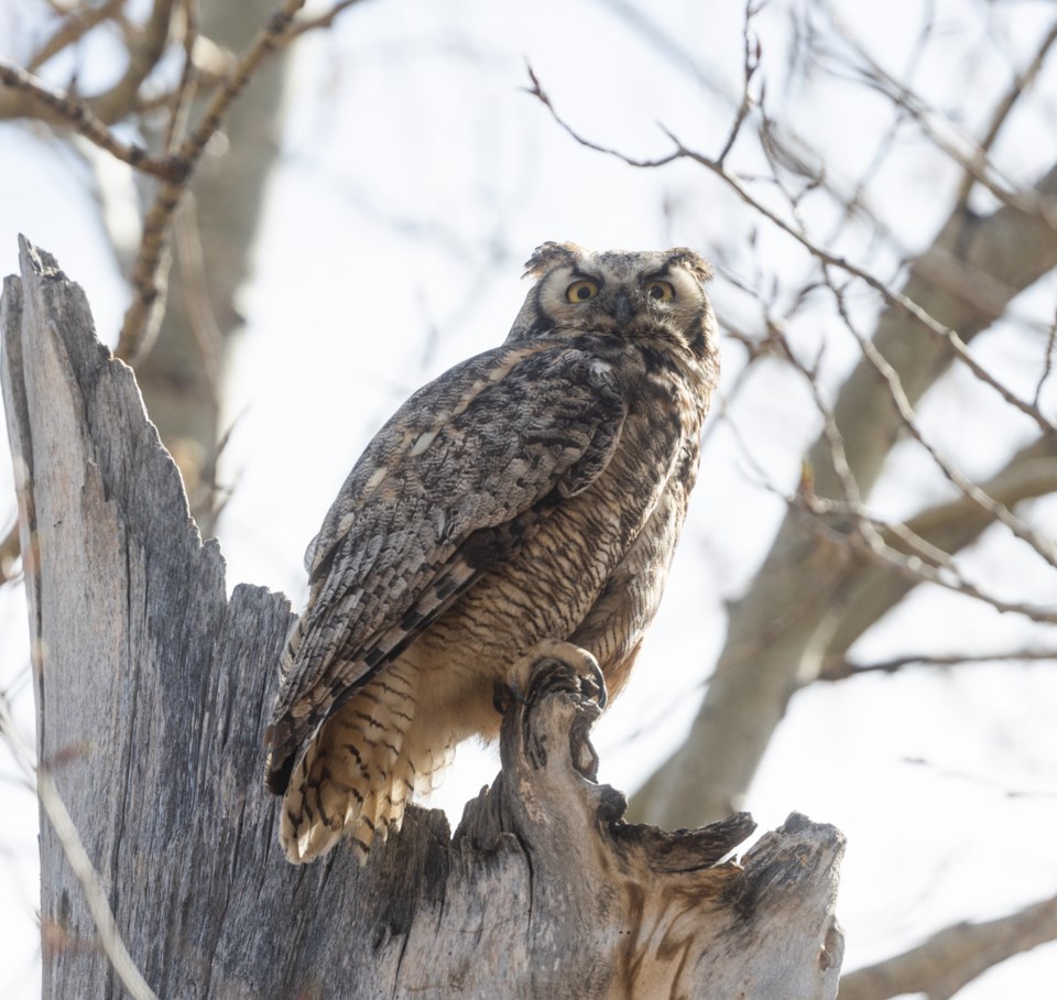 SA-Great Horned Owl BWC 0417