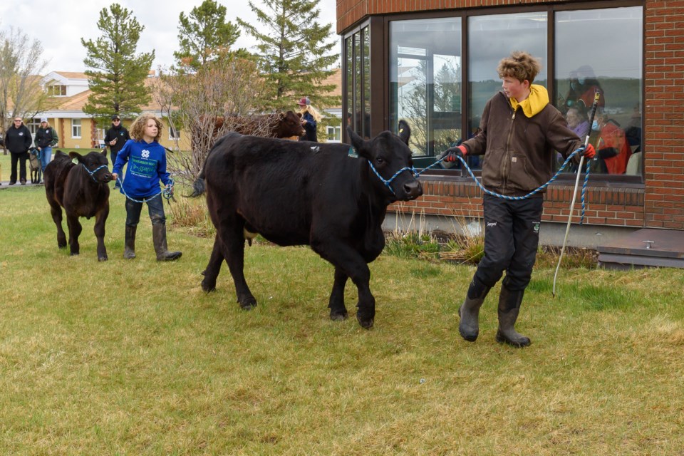 Blaze Bertram, left, and Jessie Blatz at the Millarville Stockland 4-H stock show and parade at the Rising Sun Long-term Care Centre in Black Diamond on May 20.