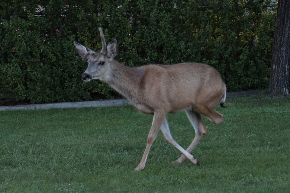 This three-legged deer is frequently spotted in the Cimarron neighbourhood, usually close to the Sheep River.                      