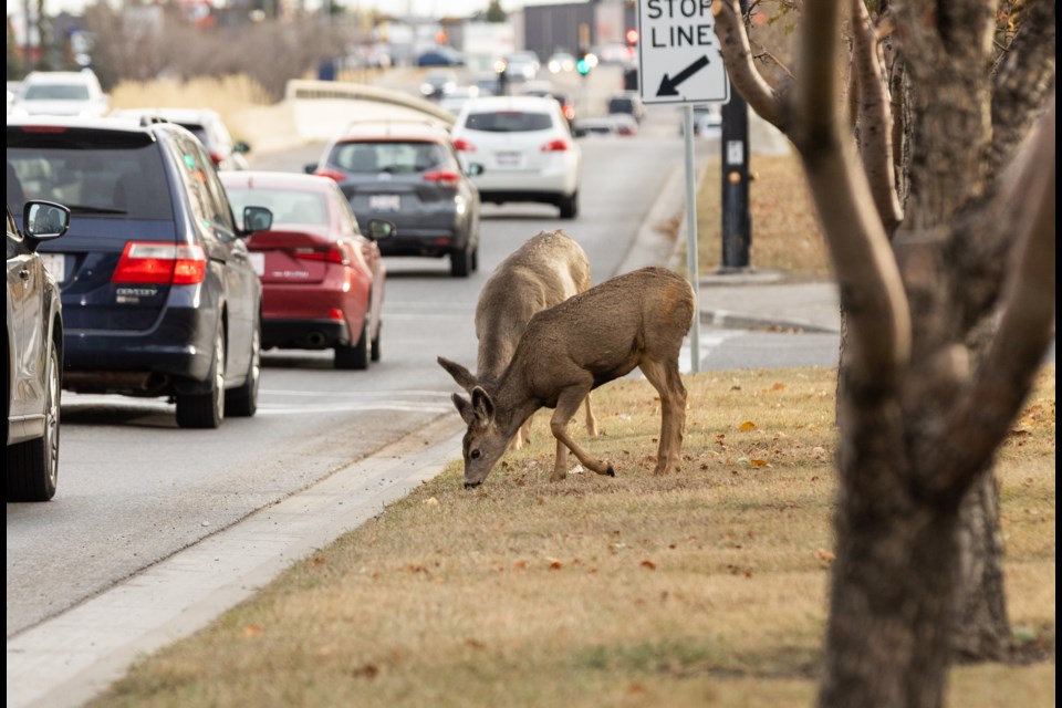 Deer graze near traffic along Northridge Drive in Okotoks on Oct. 29, 2022.