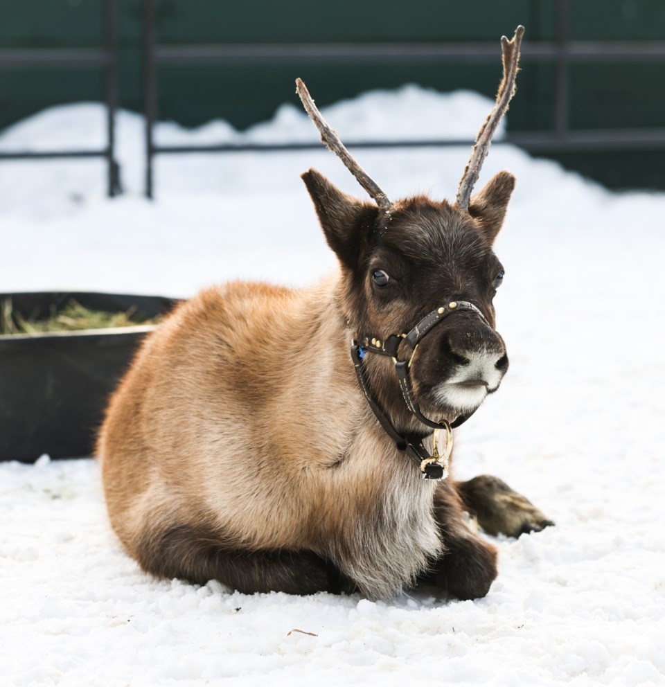 GALLERY Millarville Christmas Market back bustling Okotoks