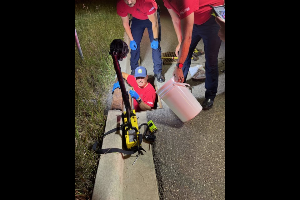 A firefighter pulls a duckling out of a storm drain and places it in a waiting bucket. 