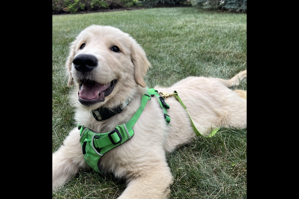 Waverly, a 17-week-old golden retriever, was taken from its owner at the Thorncliff Greenview Community Association on Sept. 25.