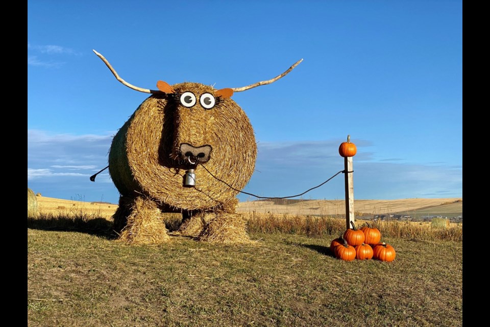 Barry the Barley Bull stands tall at the Holden family farm in Foothills County.