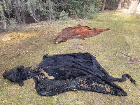 RCMP are investigating after cattle hides with brands removed were discovered in the McLean Creek area of Kananaskis Country on Oct. 17.