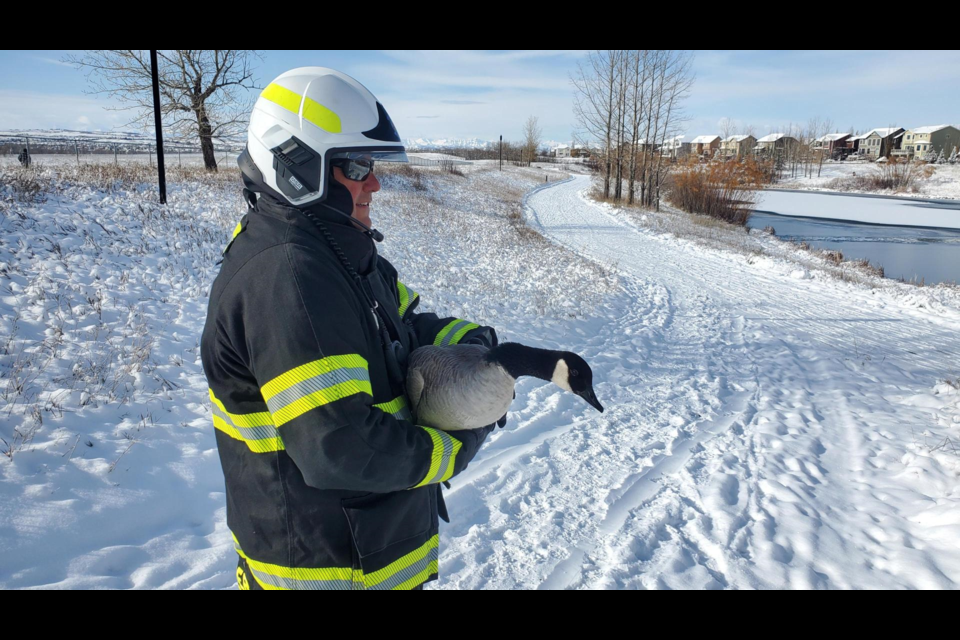 Okotoks Fire & Rescue Deputy Chief Colin Sager hangs on to a Canada goose that was freed from an icy storm pond in Okotoks on Oct. 27.