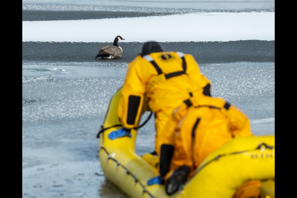 Okotoks Fire and Rescue members Joshua Barry and Rylan Slapman work to rescue a goose trapped on the surface of a Drake Landing-area storm pond on Oct. 27. After initially being found trapped frozen to the ice, the bird was able to come free, but appeared injured and unable to fly and was taken to Southern Alberta Veterinary Emergency.