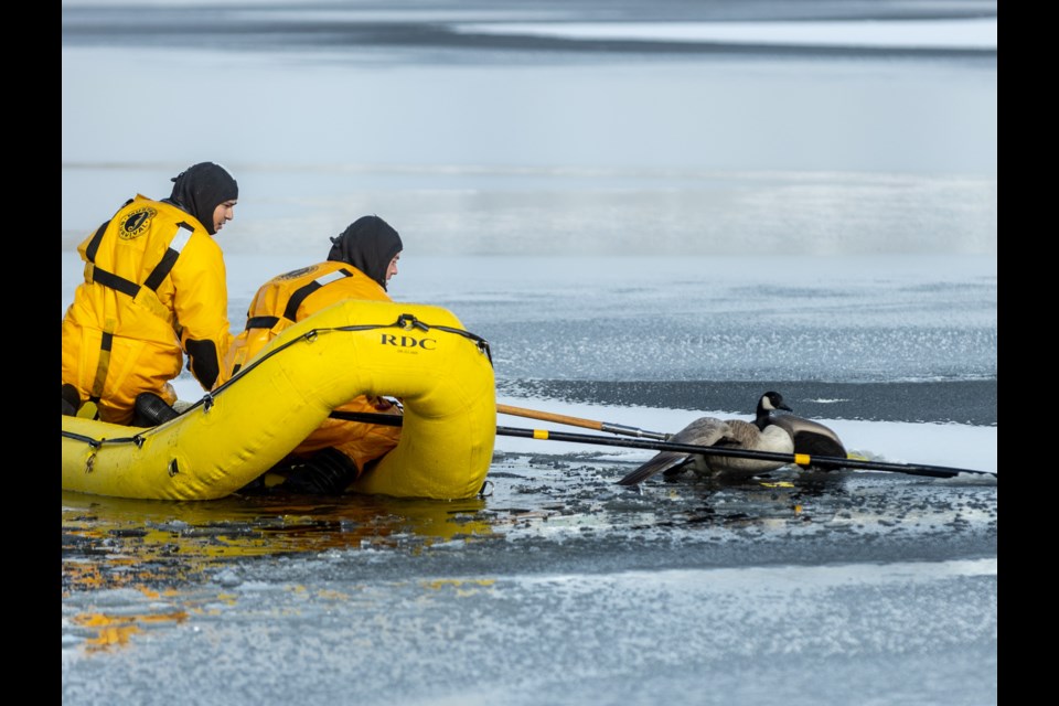 Okotoks Fire and Rescue members Joshua Barry and Rylan Slapman work to rescue a goose trapped on the surface of a Drake Landing-area storm pond on Oct. 27.  After being taken to a veterinarian, the bird was found to have avian influenza and did not survive