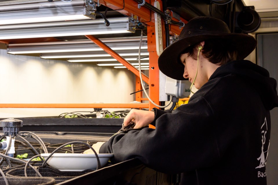 Grade 9 student Russell Hodson harvests basil from the vertical garden at Oilfields School in Diamond Valley on Nov. 9. Basil and other herbs and microgreens will be for sale during a student led garden market, held on Thursday afternoons at the school.