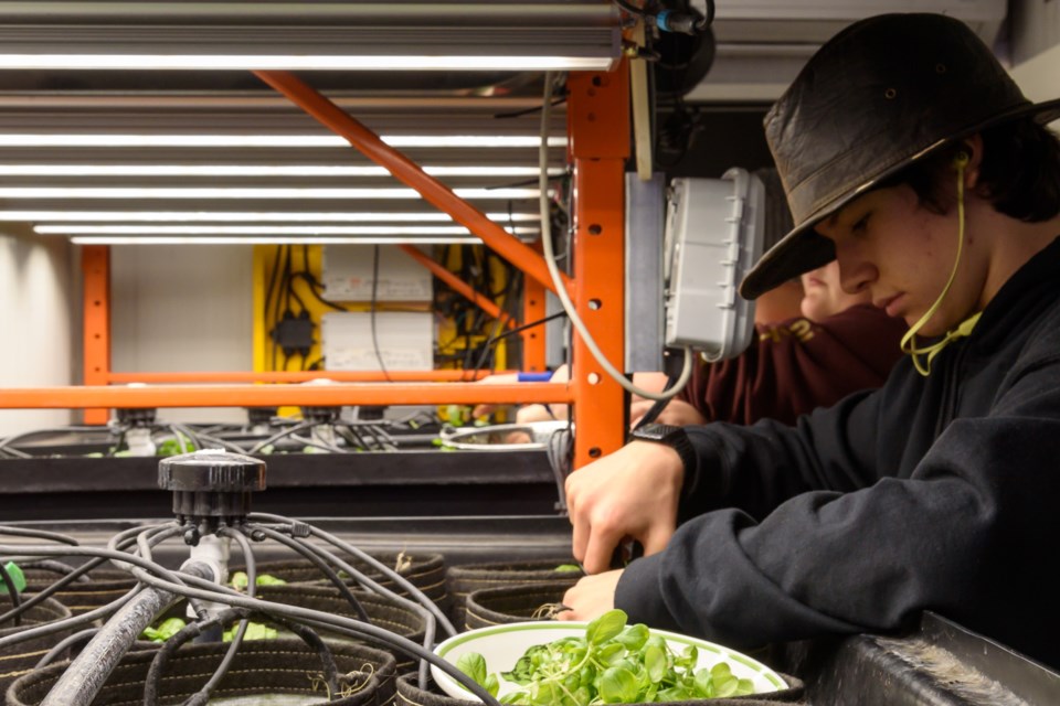 Grade 9 student Russell Hodson harvests basil from the vertical garden at Oilfields School in Diamond Valley on Nov. 9. 