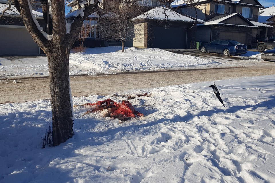 A deer carcass on Crystal Green Drive in December 2023.