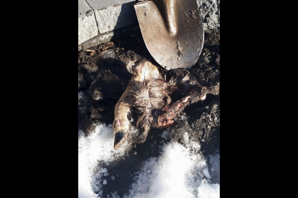Part of a deer leg found in raised garden in bed in Okotoks.