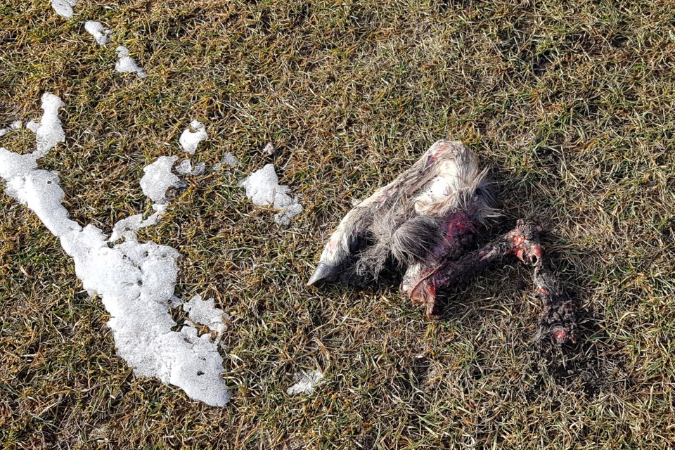 A deer leg found on the Crystal Ridge Golf Course in Okotoks.