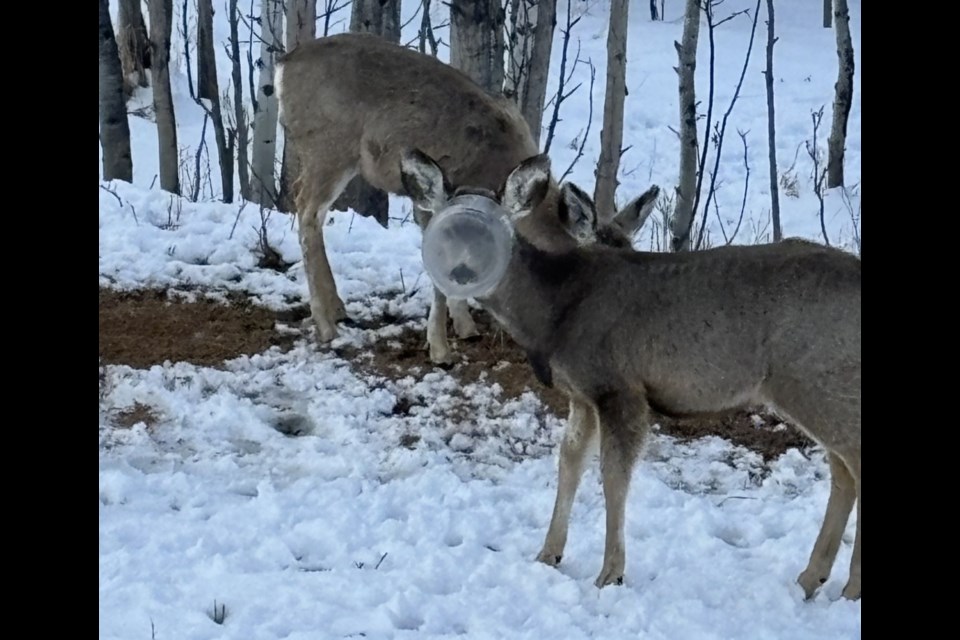 A young buck in the Diamond Valley area had a container stuck on its head for at least four days.