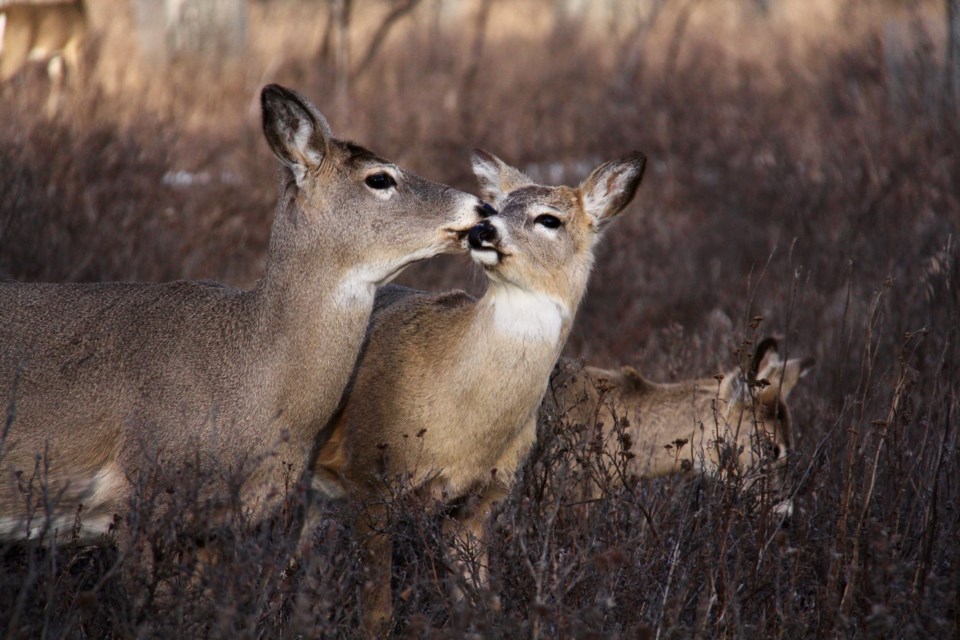 White-tailed deer, pictured in Calgary's Carburn Park, are a relatively common sight throughout the Prairies but not in Okotoks or Diamond Valley.