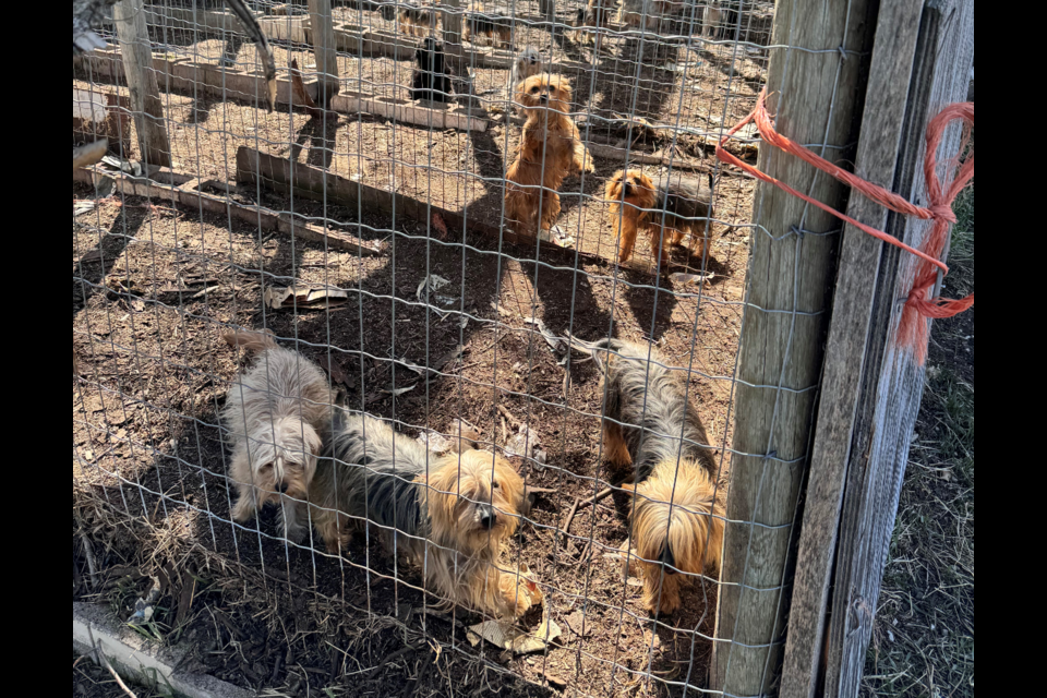 Fifty-six dogs were found on an acreage in Mountain View County on April 23 following a property crime investigation by RCMP
