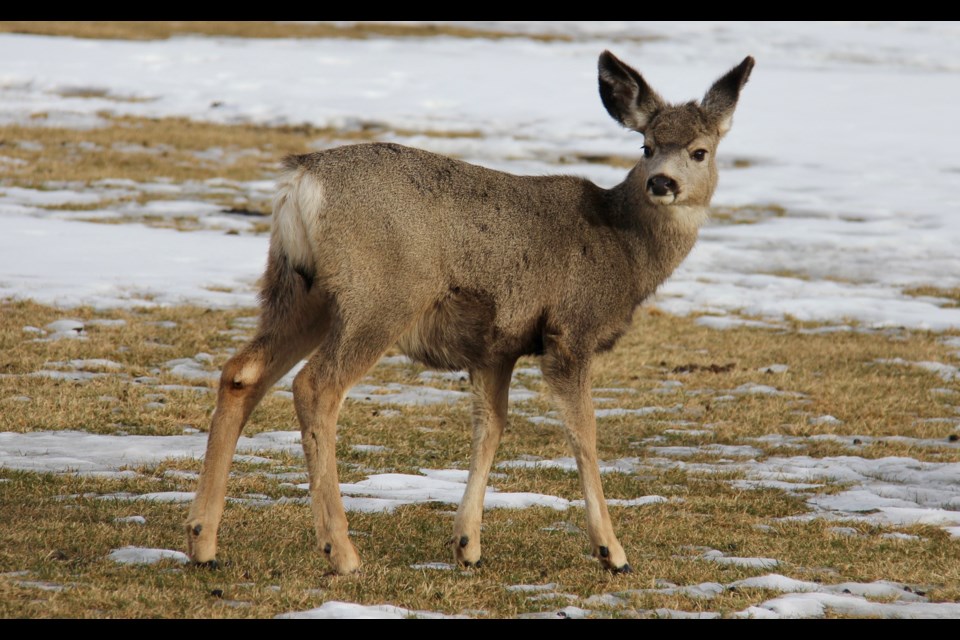 As gardening season approaches, keeping deer away from plants is on the minds of many.
