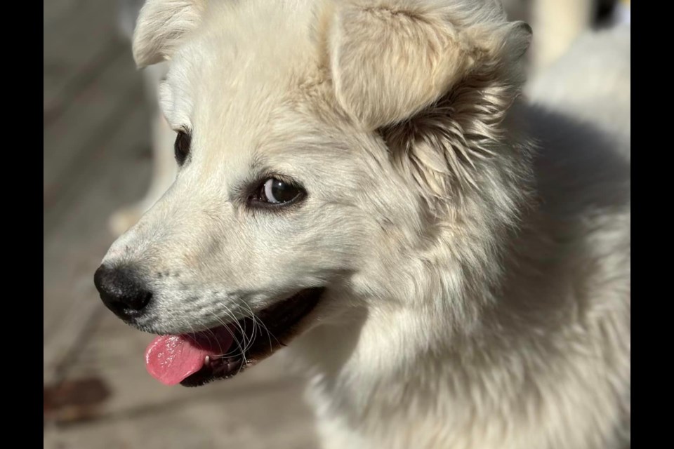 Arctica, believed to be a four-month-old Maremma-lab cross, now healthy and active after successful treatment.