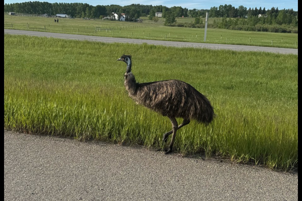 An emu on the loose near Highway 22x before being captured near Red Deer Lake School on the morning of June 19. 