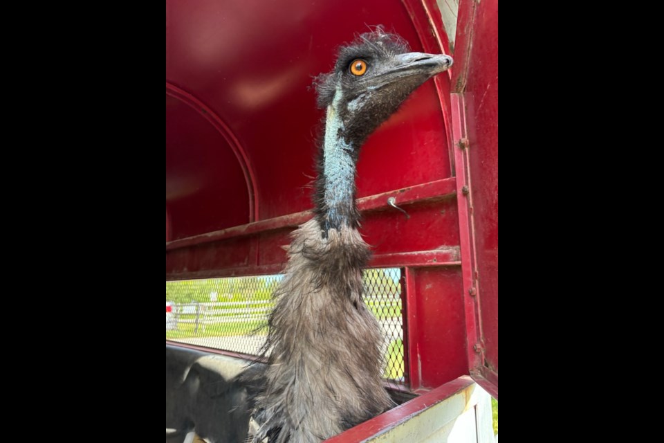 An emu in a trailer after being captured near Red Deer Lake School on the morning of June 19. 