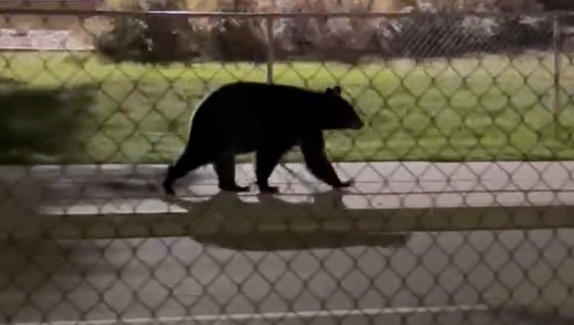 black-bear-okotoks-2024-sighting-7