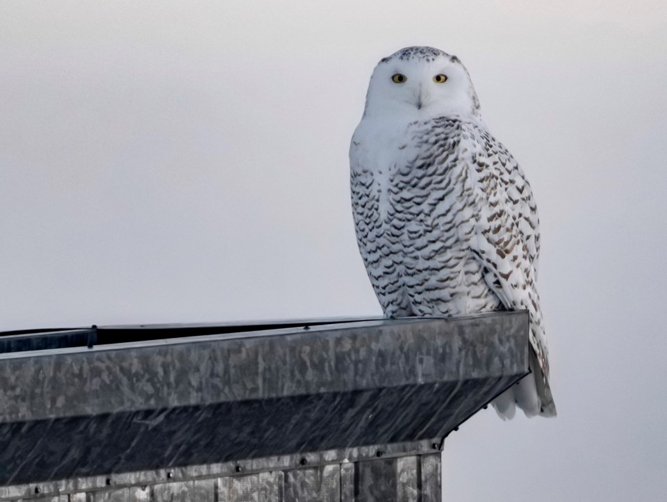 snowy-owl-western-wheel-2024-1