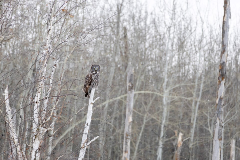 Great grey owl sightings in central and southern Alberta have spiked this winter in an invasion, or irruption, caused by weather conditions and food availability.
