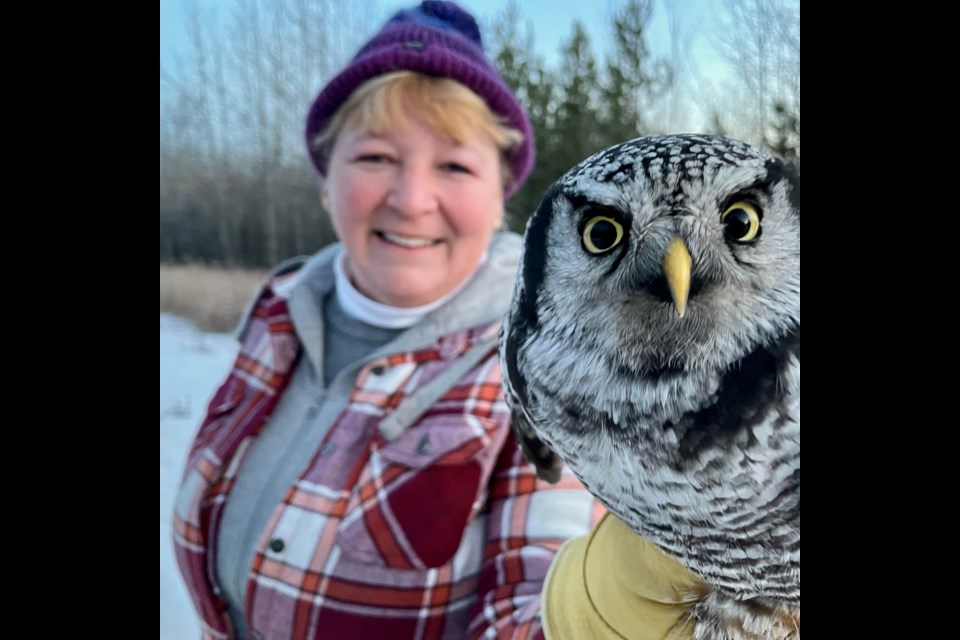 STRIX Ecological Consulting biologist Lisa Takats Priestley holds a northern hawk owl she’s captured as part of a study to track the owl’s movements and lifespan. Northern hawk owl sightings in central and southern Alberta have spiked this winter in an invasion, or irruption, caused by weather conditions and food availability.
