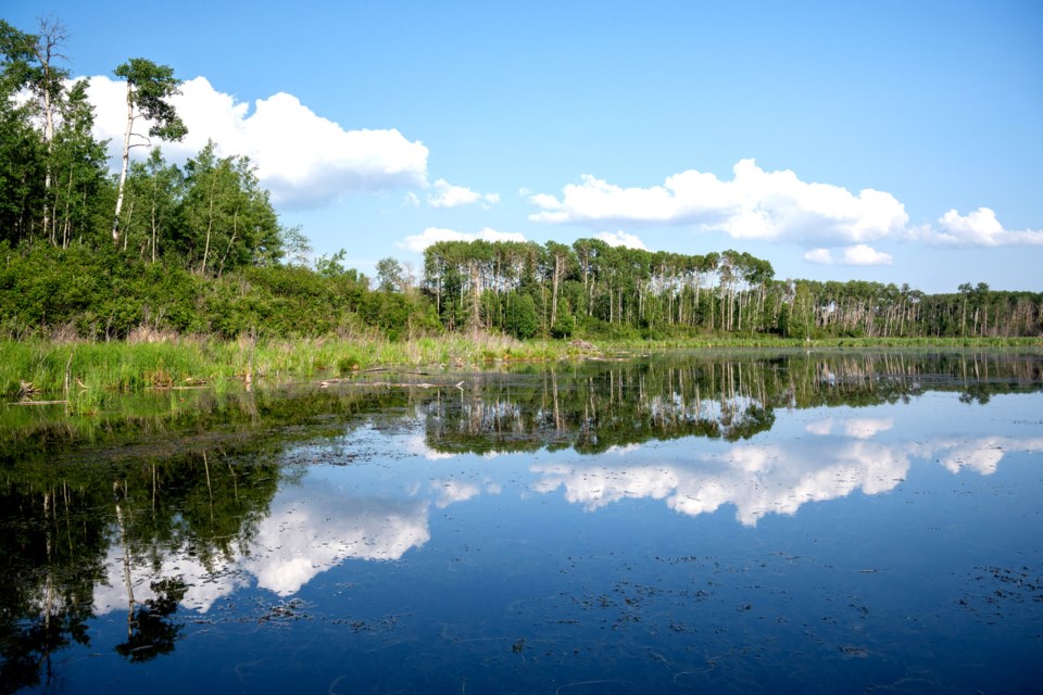 Moose Pasture is one of many wetlands in Alberta that act as a huge sponge during floods. 