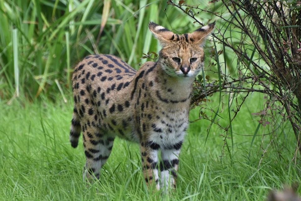Okotoks resident Nikki Holmes was fined $15,000 for the illegal import of two servals into Alberta. Ownership of the African wild cats as exotic pets has become increasingly popular due to social media.