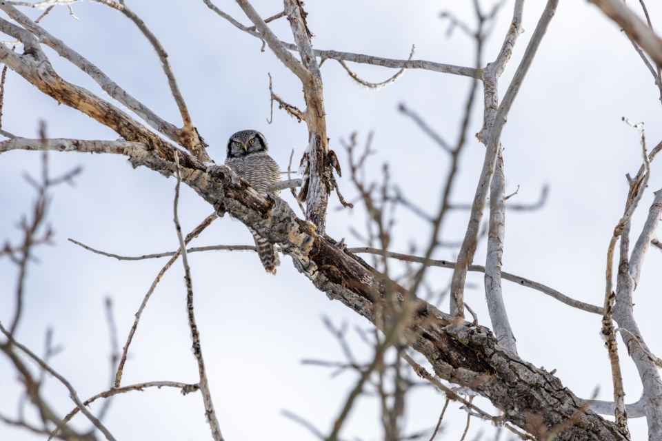 The northern hawk owl, pictured here in Okotoks on Feb. 4, does not typically frequent developed areas, making its appearance in town an unexpected and welcome one among birdwatchers.