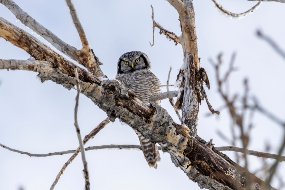 The northern hawk owl, pictured here in Okotoks on Feb. 4, does not typically frequent developed areas, making its appearance in town an unexpected and welcome one among birdwatchers.