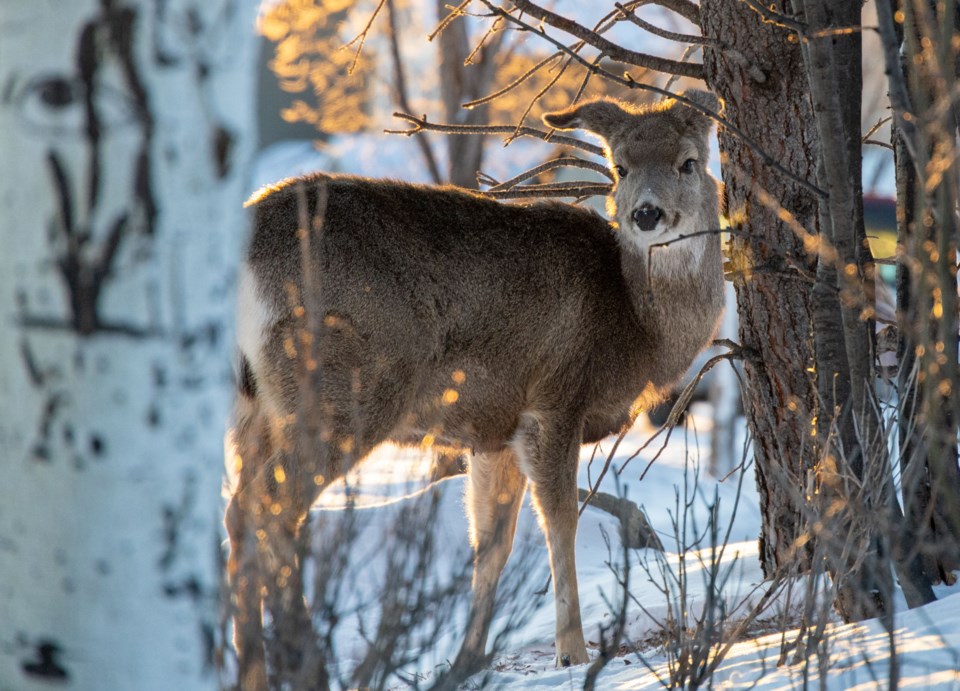 mule-deer-2025