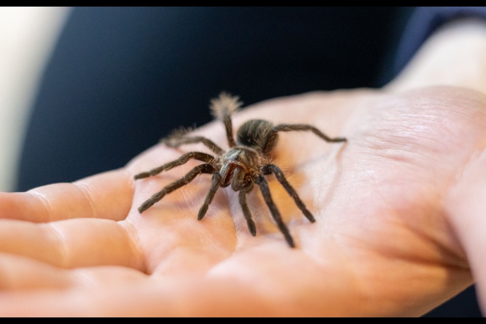 A young curlyhair tarantula, owned by Nolan Asplund of Funky Fresh Reptiles, pictured on Feb. 13.