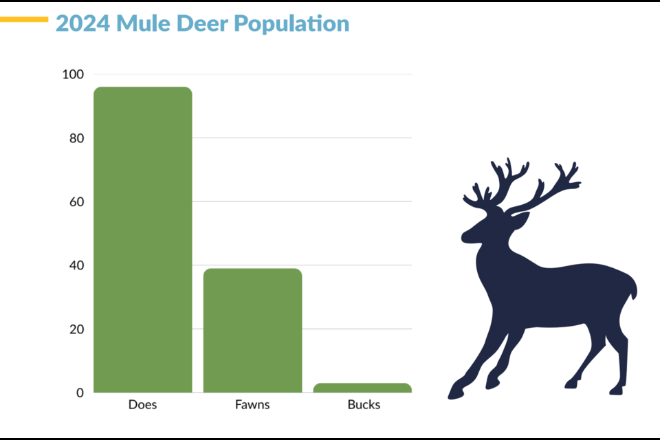 According to the Town of Okotoks' 2024 deer count report, 138 mule deer were counted last year, which was similar to the 139 counted in 2023.