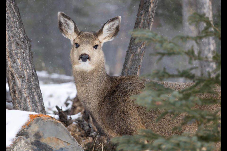 155 mule deer were counted during the 2025 Okotoks deer count on Feb. 11.