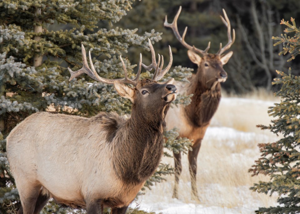 ww-elk-rcmp-vehicles-2025
