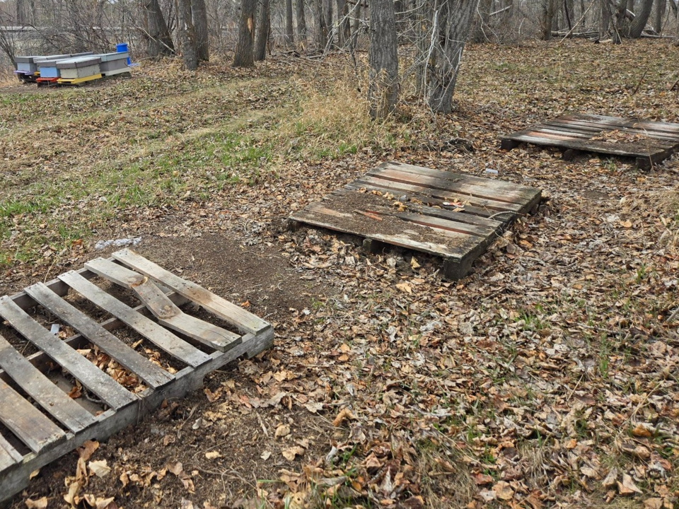 news-beehives-stolen(1)
