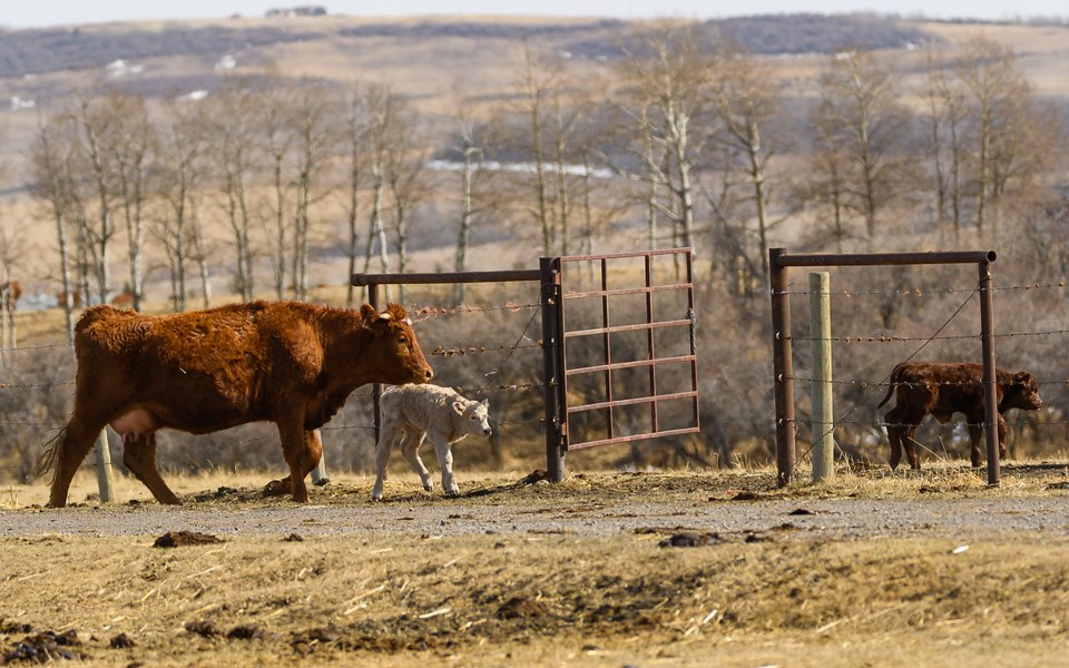 FM-Calving 11 JD web