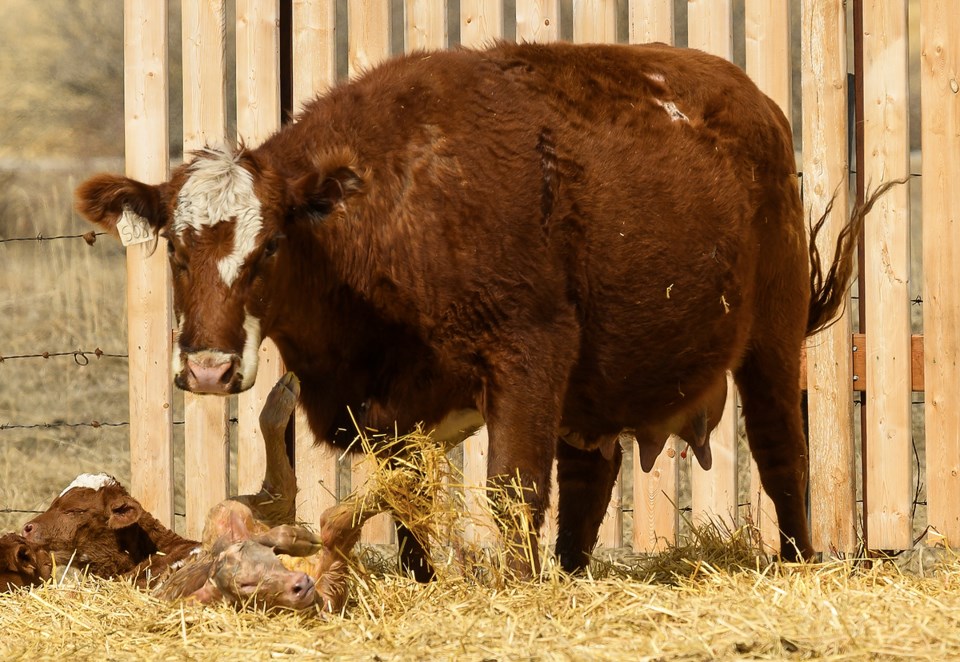 FM-Calving 26 JD web