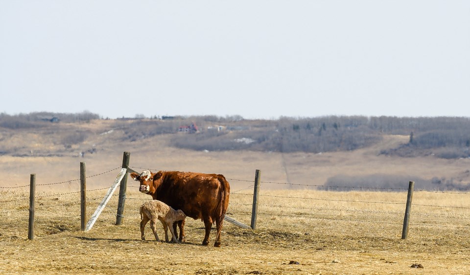 FM-Calving 27 JD web