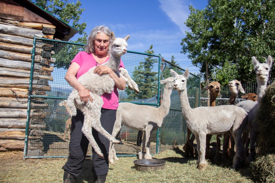 Carmen Jadick holds up an alpaca cria at the Prairie Spirit Alpacas farm, located near Millarville, on June 26.