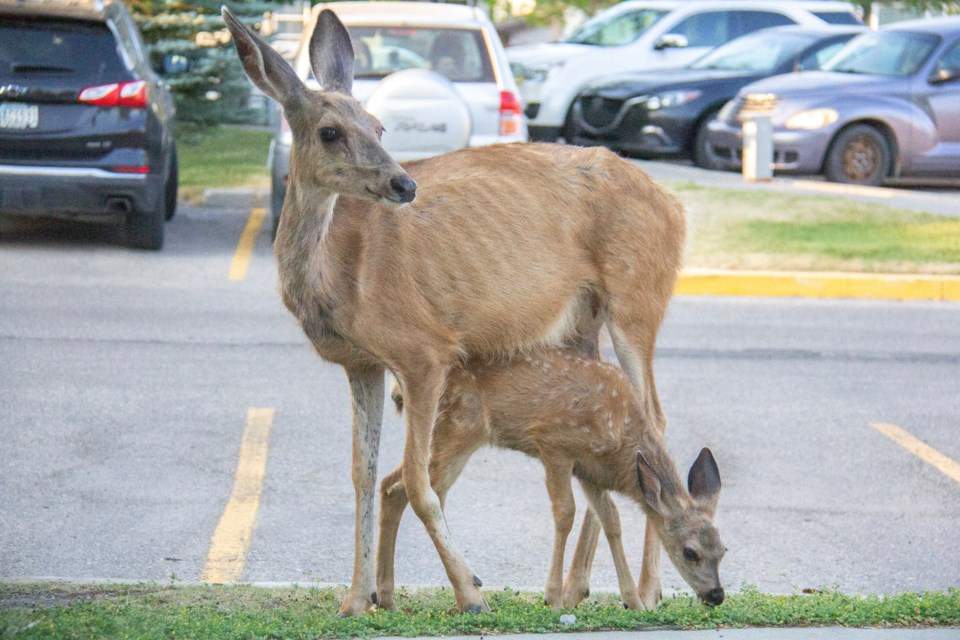 foothills-magazine-deer-2024-3