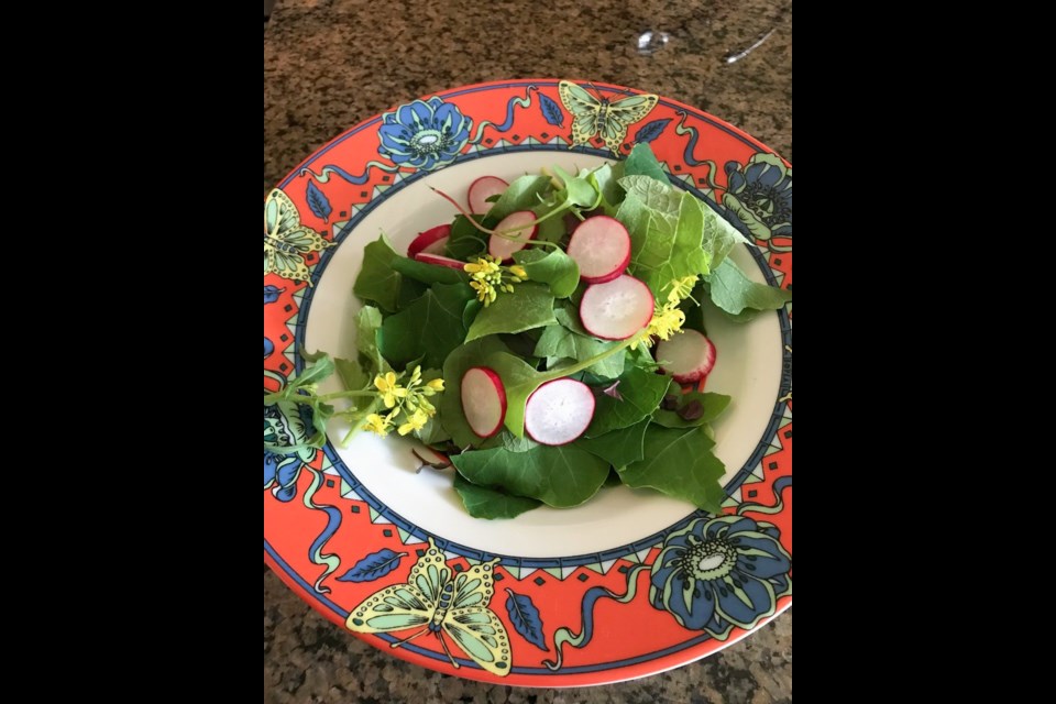 The first bowl of container-grown salad ingredients that Renee Miller grew on a balcony.