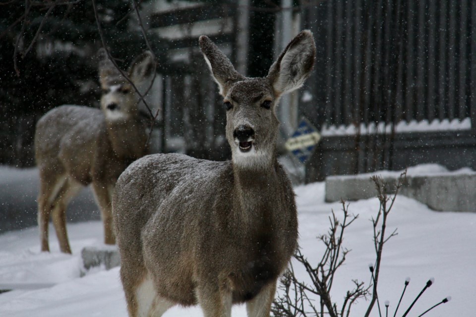 Mule deer can be seen hanging out in the snow at Westridge Close in Okotoks. 